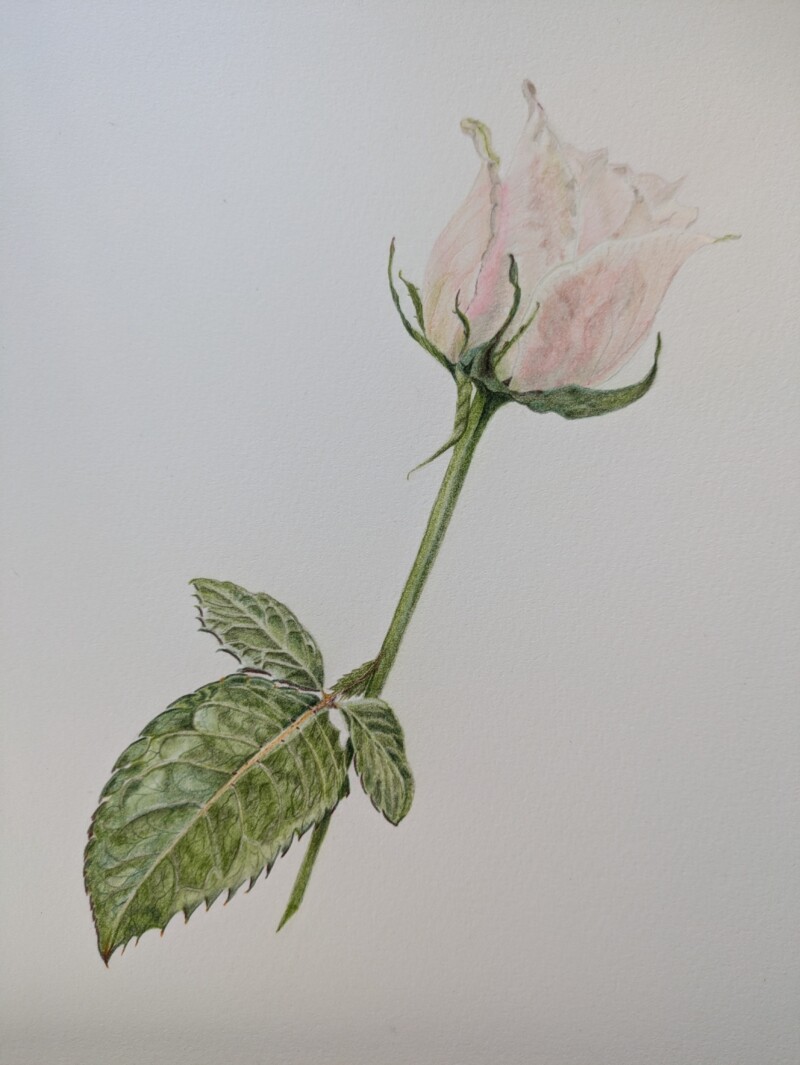 rose-bud-2