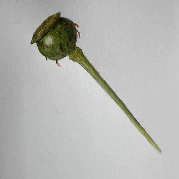 Poppy seed pod