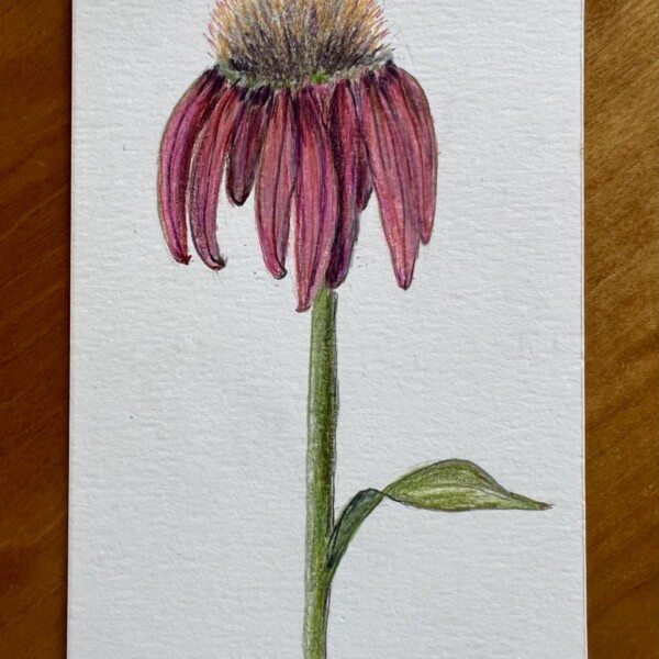 Echinacea.  More fun than perfect.