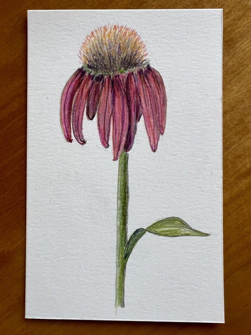echinacea-more-fun-than-perfect