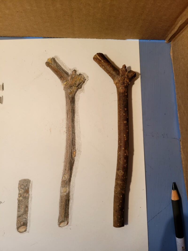 hart-lesson-13-forsythia