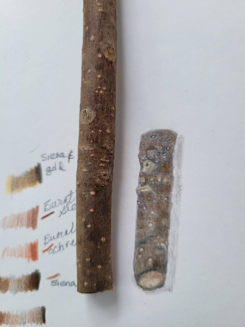 hart-lesson-13-forsythia-section