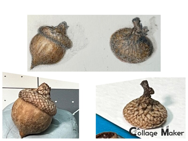 a-2cm-acorn-which-was-the-biggest-i-could-find