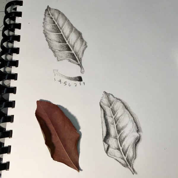 Lesson 3–lucky to have found a leaf!