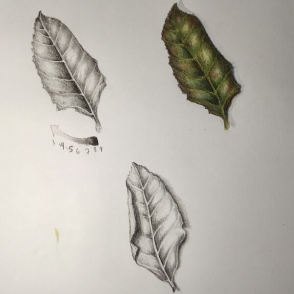 Lesson 3 - A Step Too Far (getting a simpler leaf later at the grocery story)