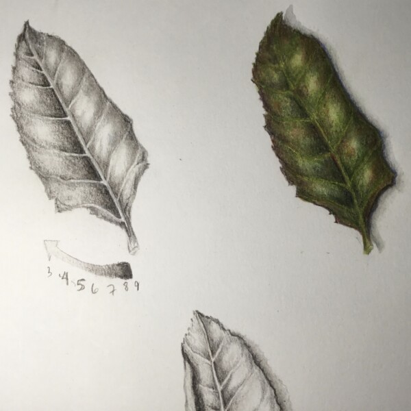 Lesson 3- Colored leaf post-extra burnishing