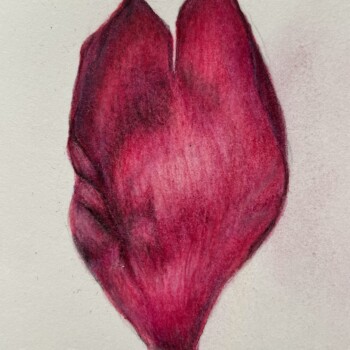 bb-33-flower-petal-watercolor-and-pencil