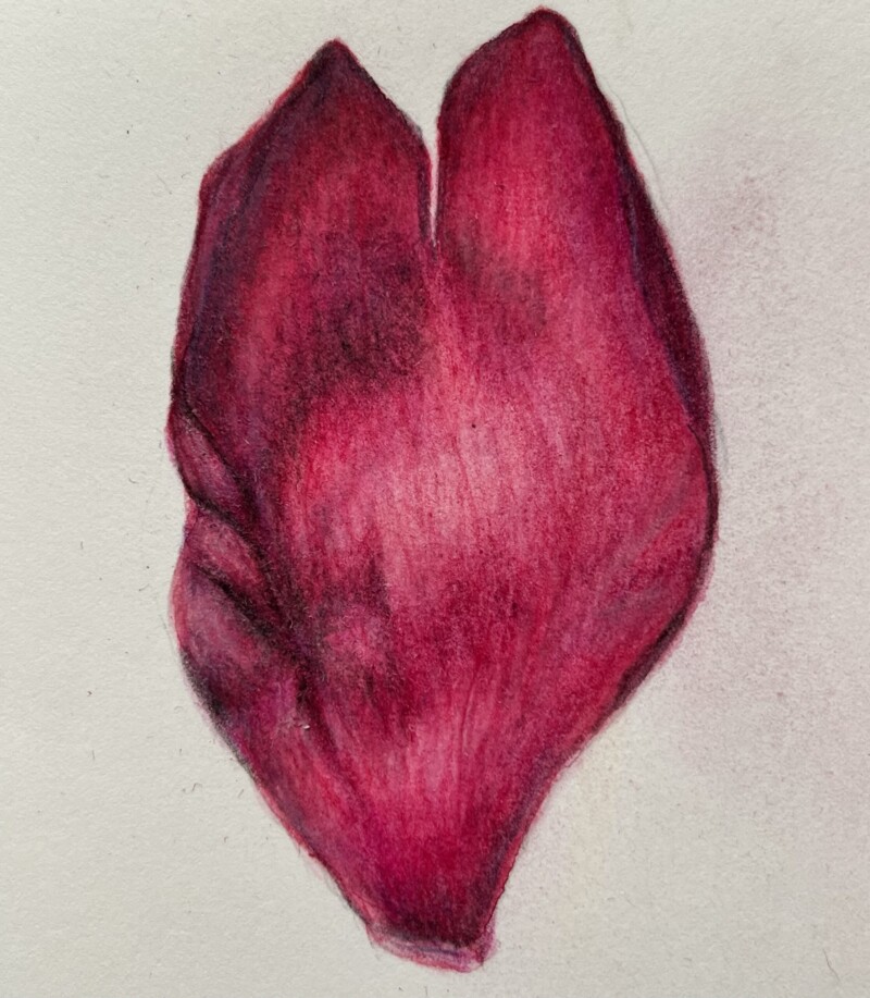 bb-33-flower-petal-watercolor-and-pencil