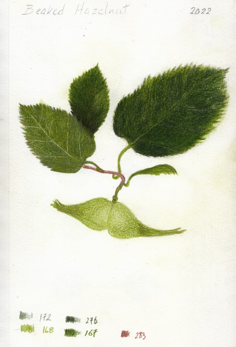 corylus-cornuta_20220823_