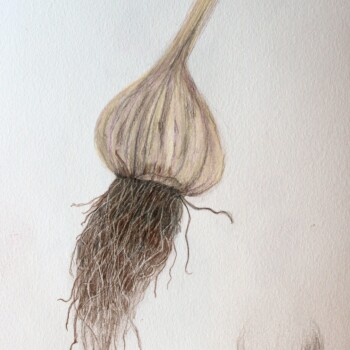 garlic-img_7018-crop-auto