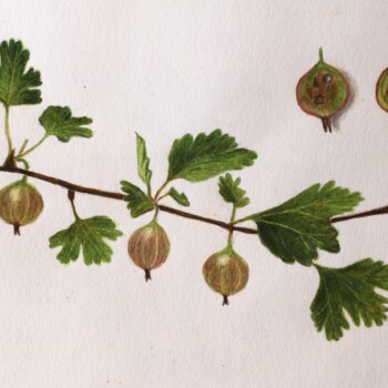 gooseberry_img_6996-crop-bl190