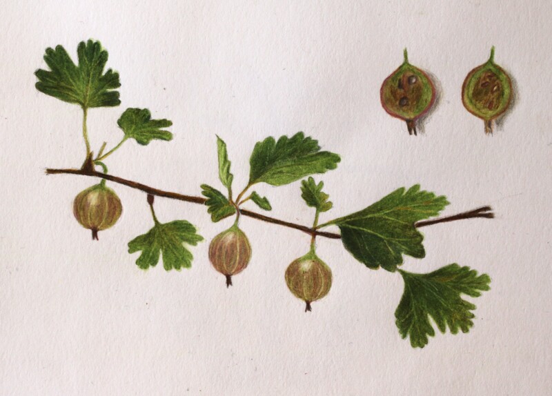 gooseberry_img_6996-crop-bl190