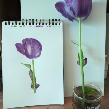 tulip-drawing_20230530_124209311