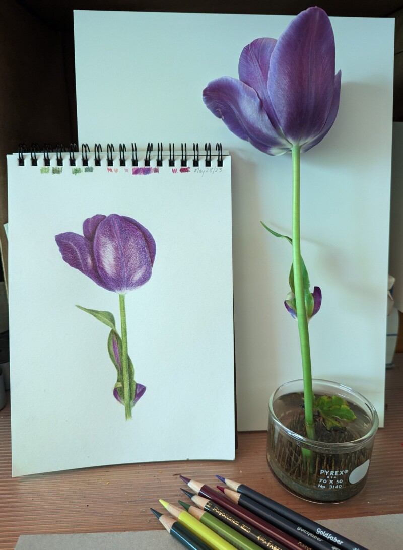 tulip-drawing_20230530_124209311