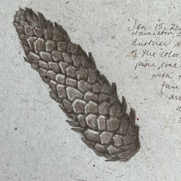 24 0115 pine cone