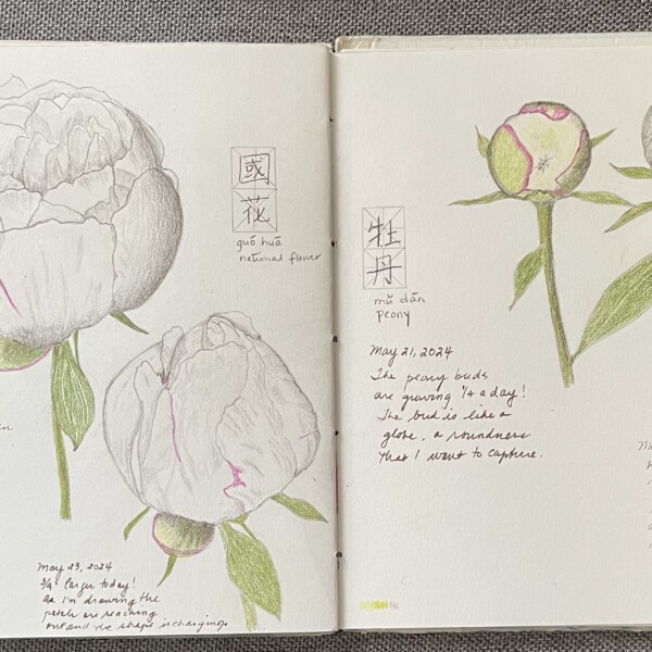 24 0524 peony study