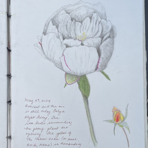 24 0730 revised peony drawing