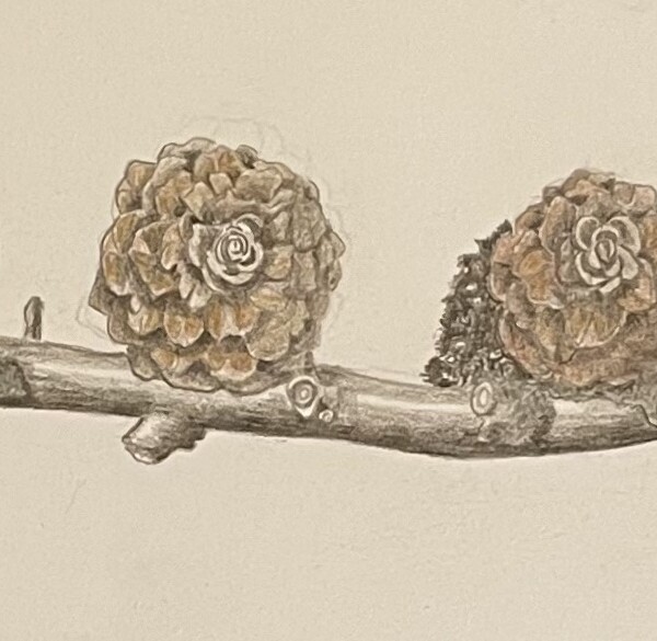 pinecones