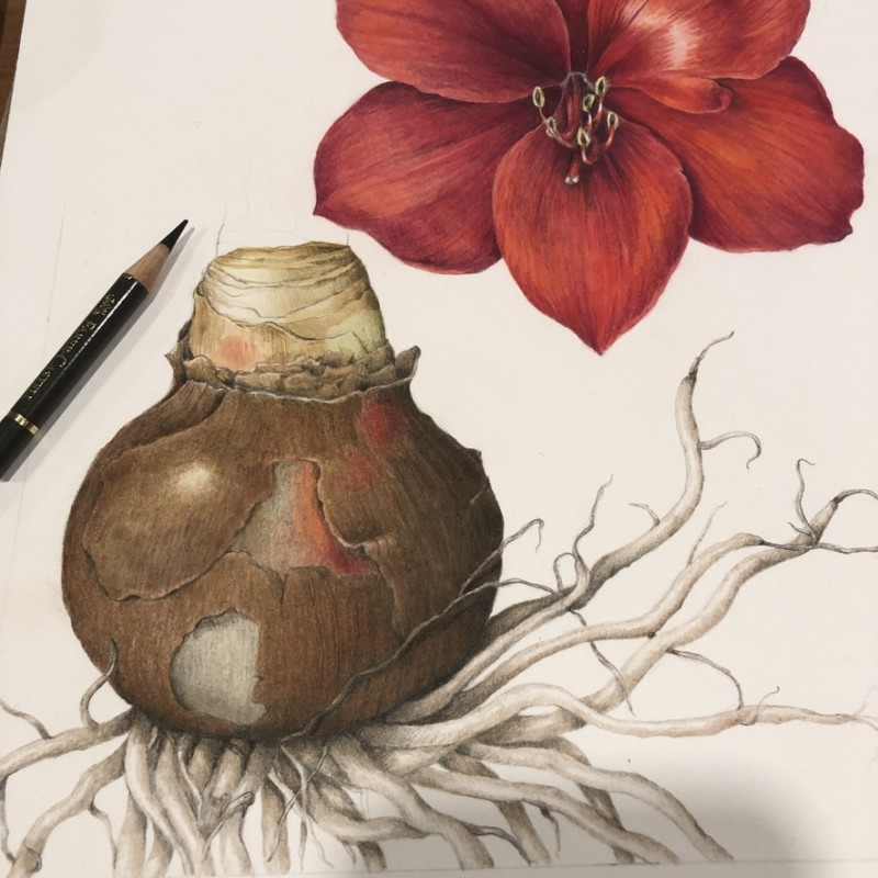 amaryllis-bulb-and-roots
