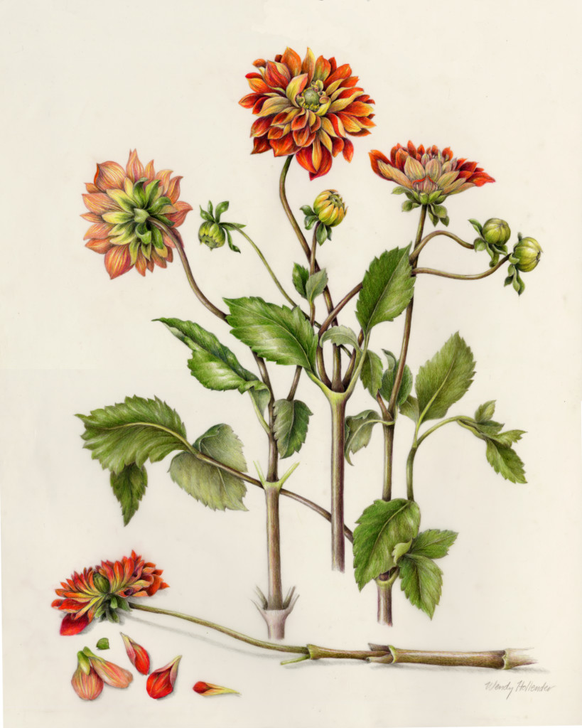 botanical drawing illustration colored pencil flower dahlia wendy hollender