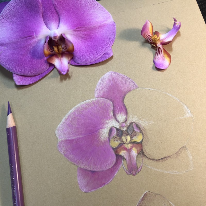 understanding-the-structure-of-an-orchid