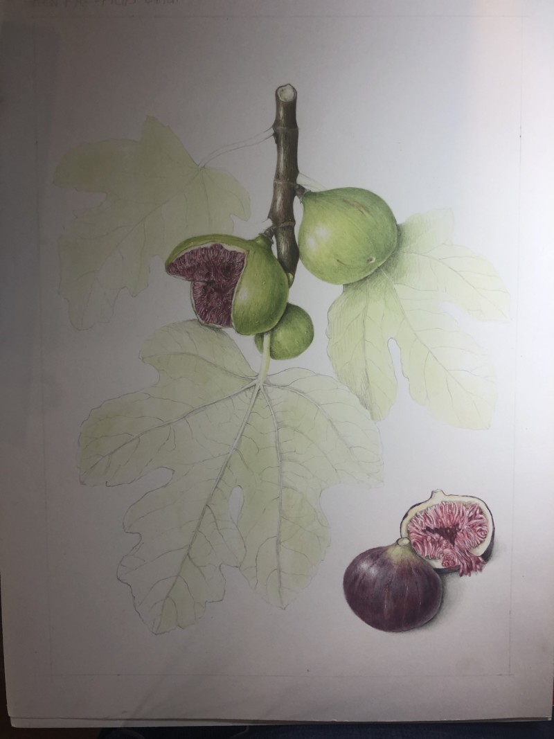 fig-in-work