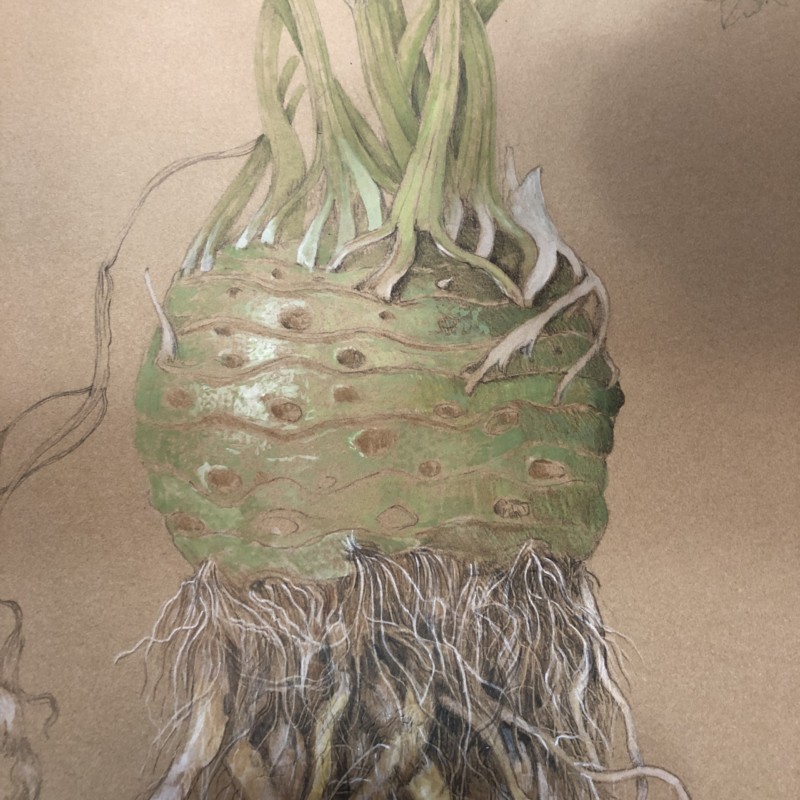 a-winter-project-celeriac-root-on-kraft-paper