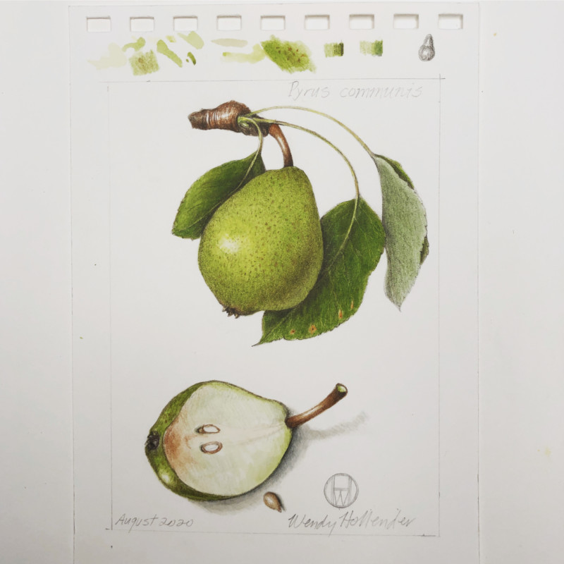 small-ripening-pear