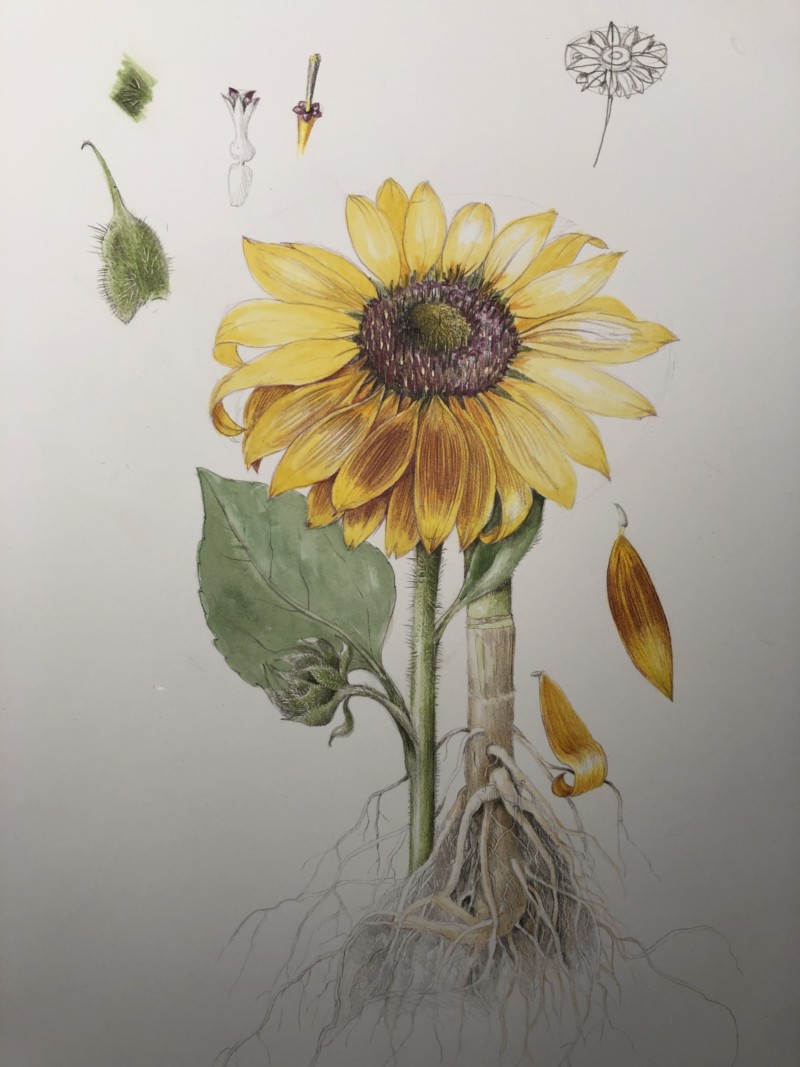 sunflower-from-from-farm-to-drawing-table-workshop