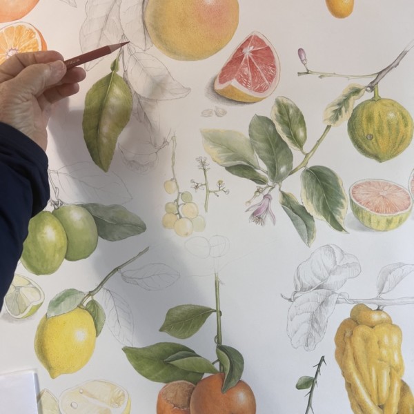 Citrus Family in work