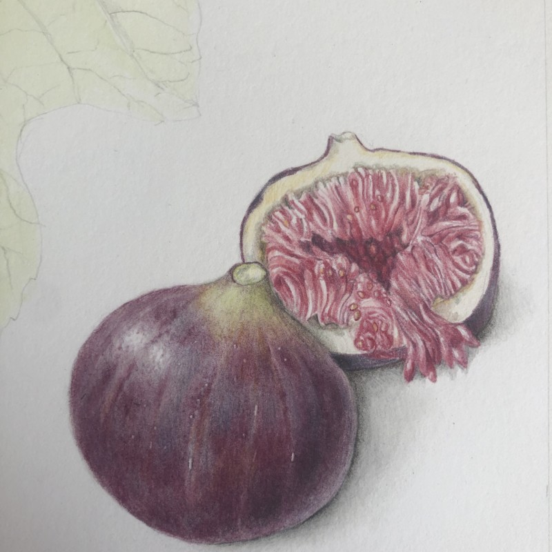 fig-close-up
