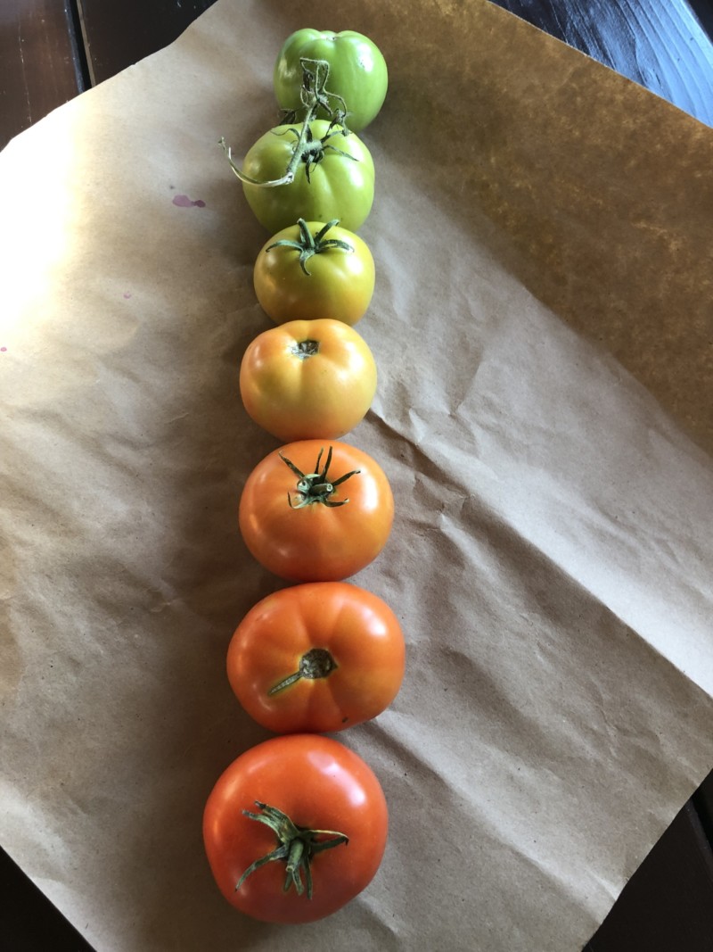 my-green-tomatoes-are-changing-to-a-rainbow-of-colors