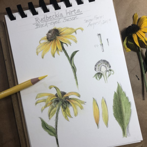 Black-eyed Susan