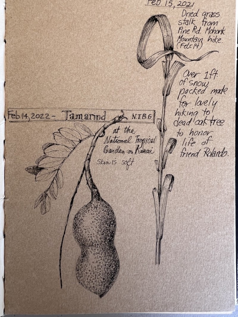 tamarind-pod