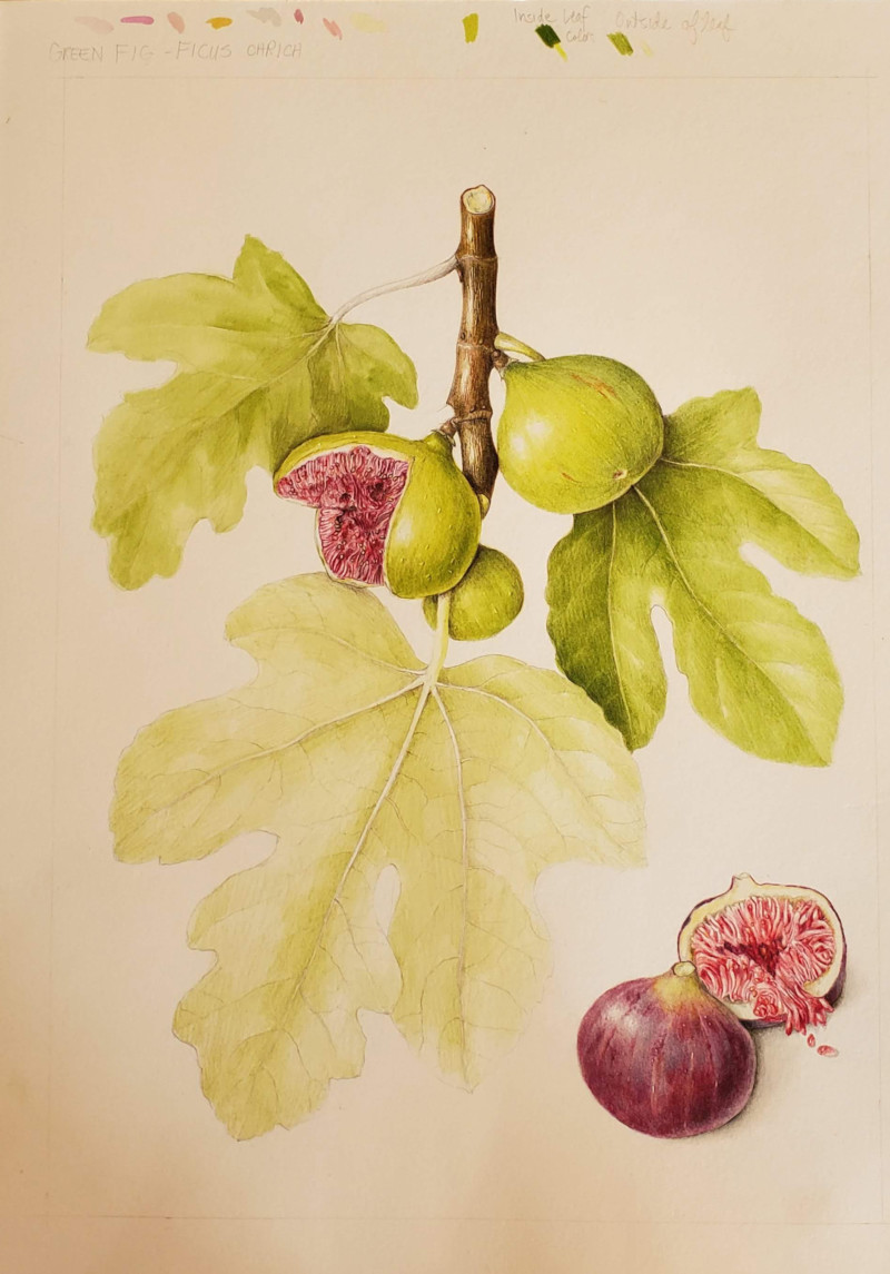 fig-2