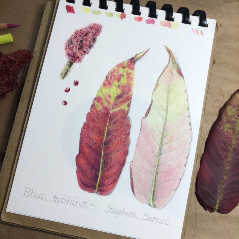 sumac-with-embossing-tool
