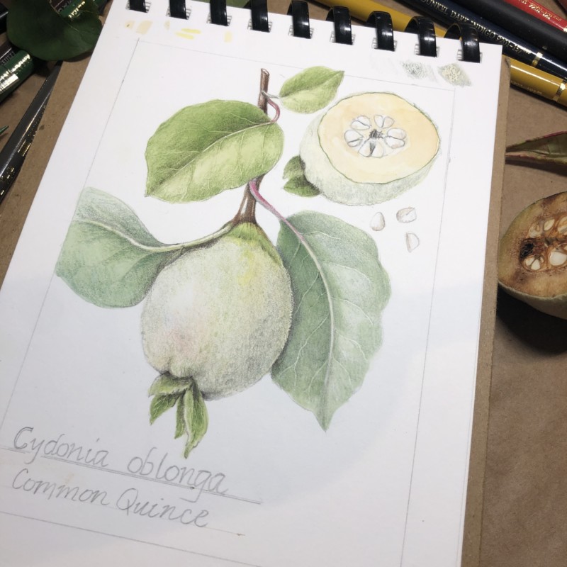 common-quince