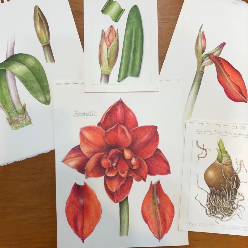 amaryllis-2