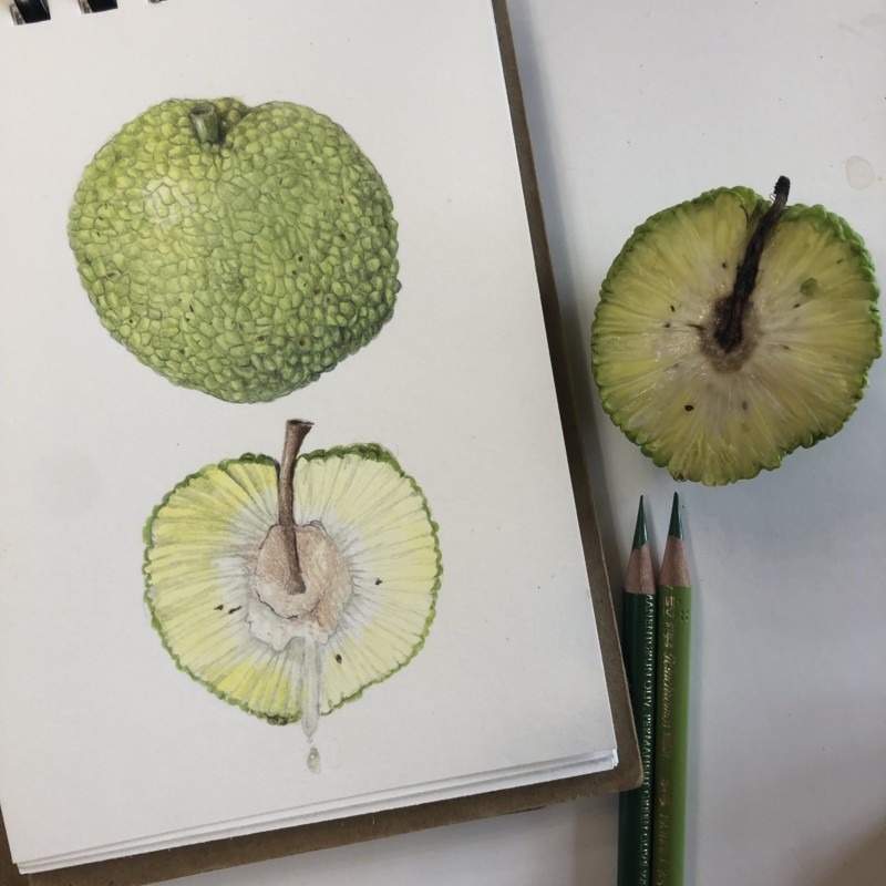 osage-orange-2