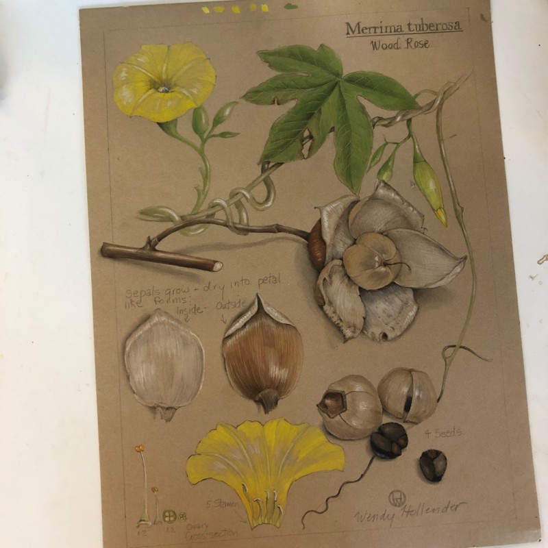 wood-rose-merrima-tuberose