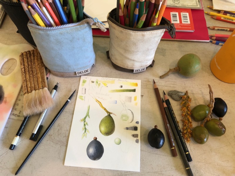 drawing-demo-of-the-native-palm-loulu