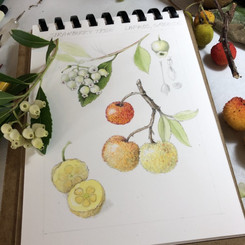 strawberry-tree-in-greece