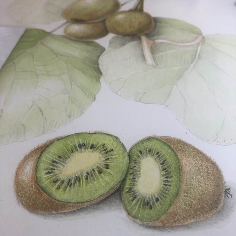 kiwi-close-up