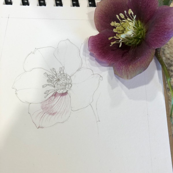 Hellebore first step: outline drawing