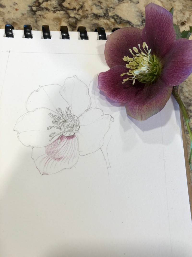hellebore-first-step-outline-drawing