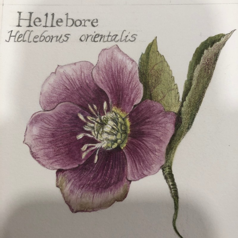 hellebore-2