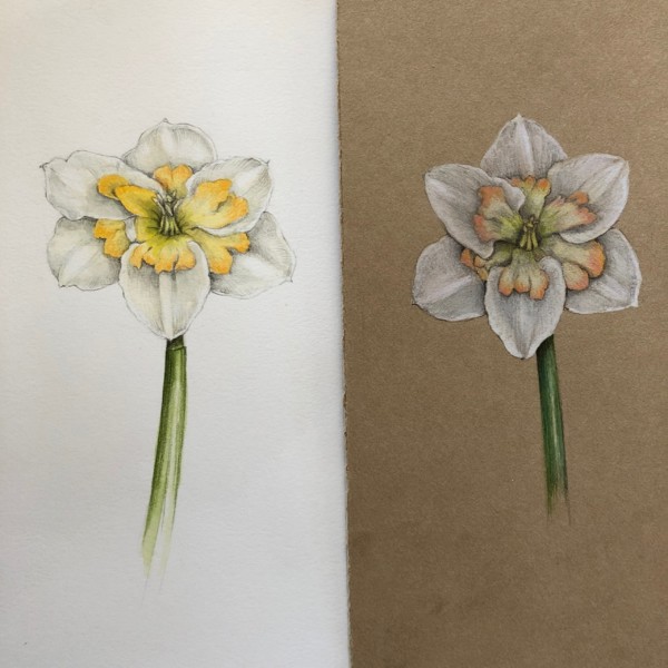 Daffodil on White background and Kraft Paper. 