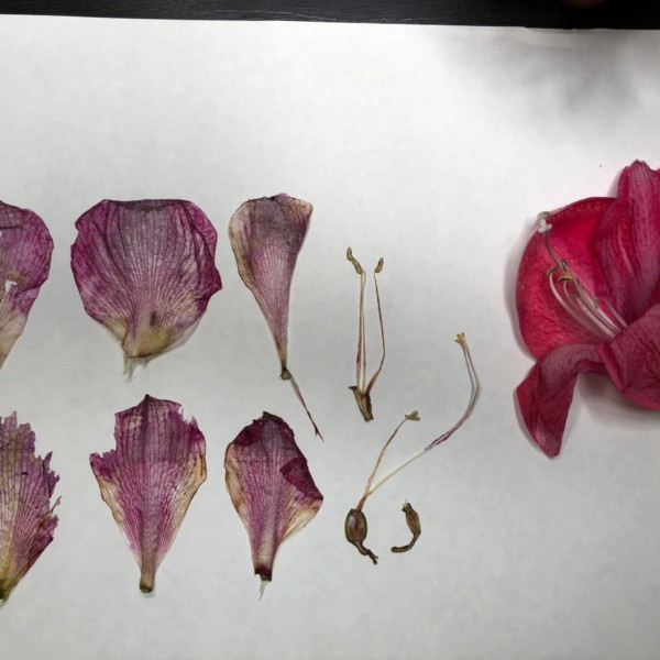 Herbarium Page of Amaryllis