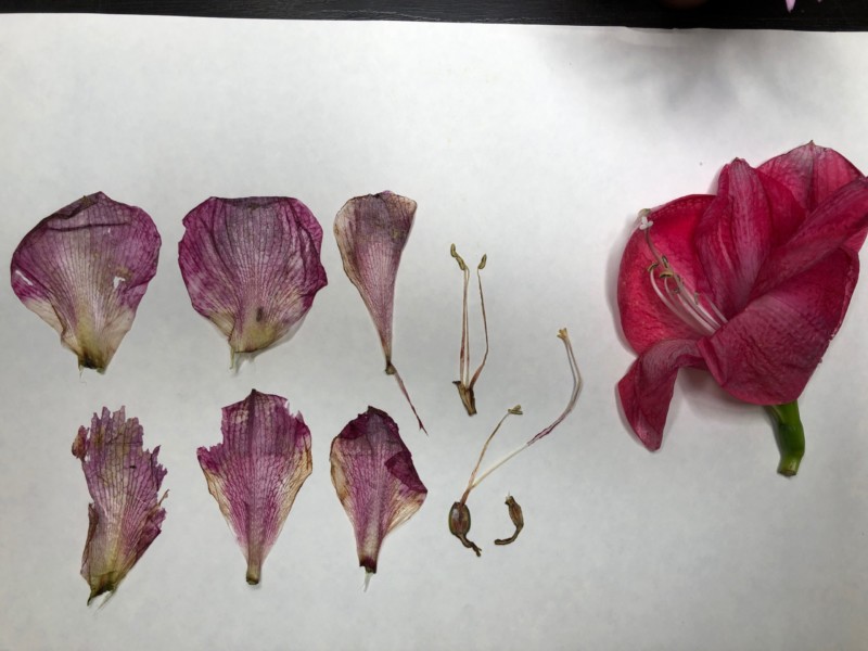 herbarium-page-of-amaryllis