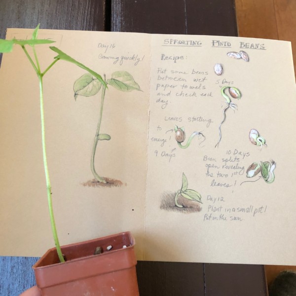 Sprouting Pinto Beans